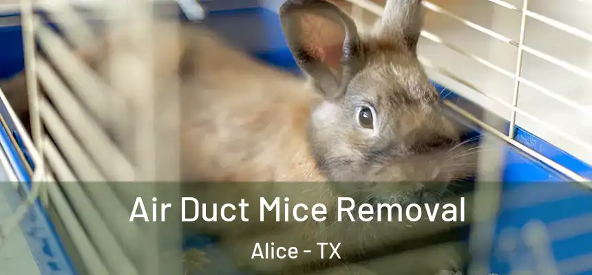  Air Duct Mice Removal Alice - TX